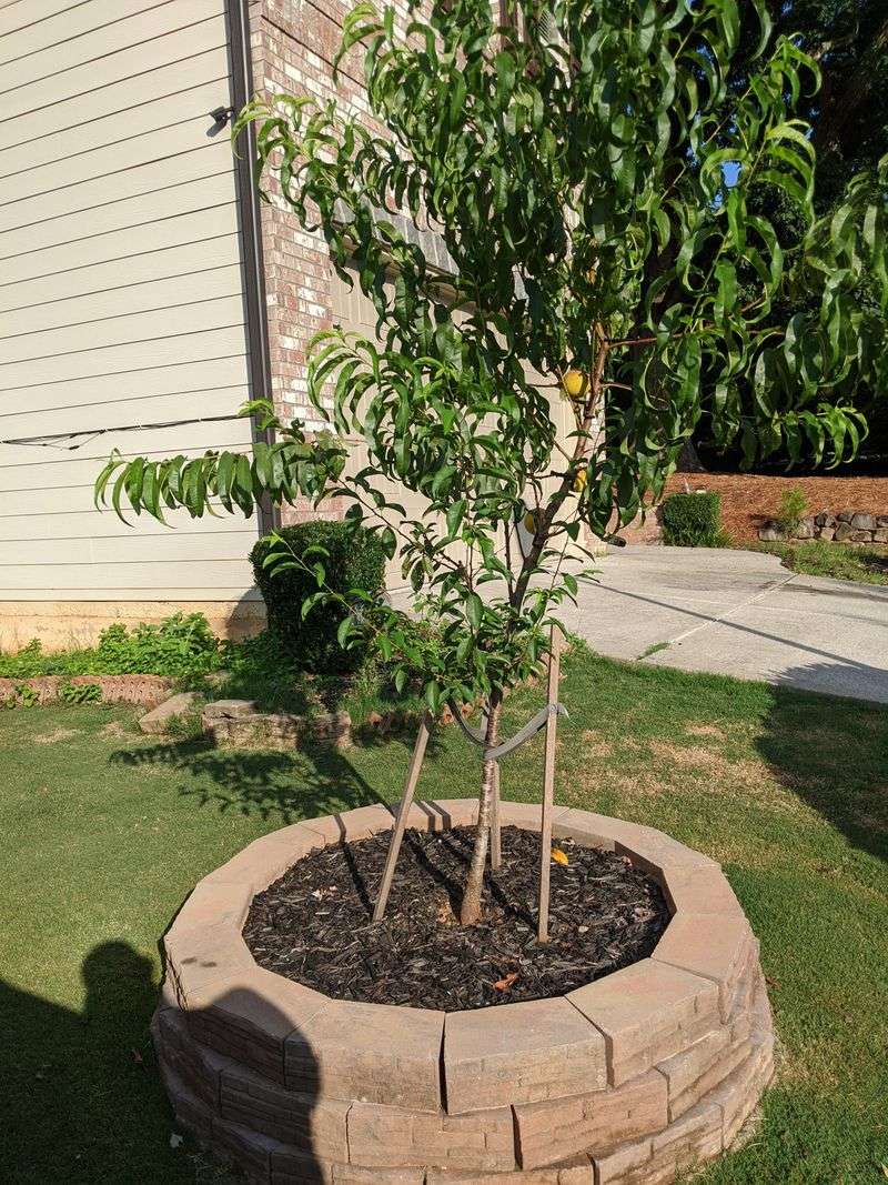 Why California Winds Break Young Trees