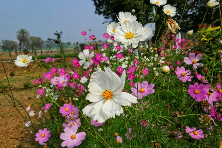 garden blooming in spring