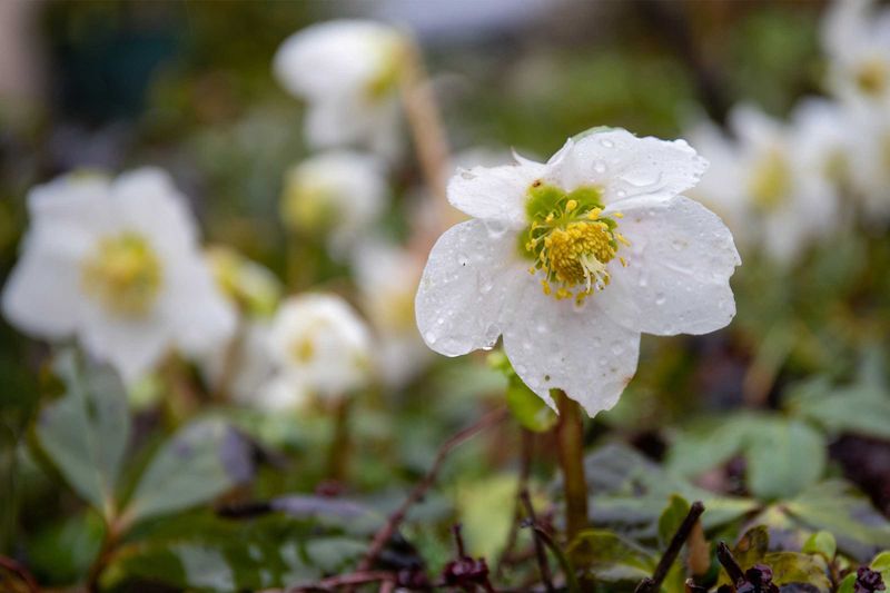 Select Cold-Hardy Perennials That Love Pennsylvania Weather
