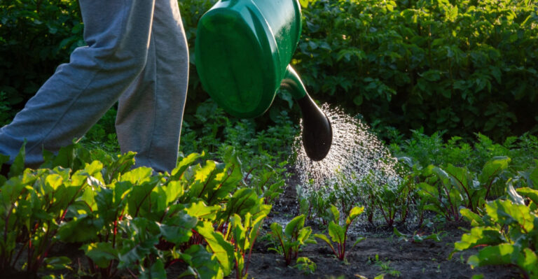 gardener watering