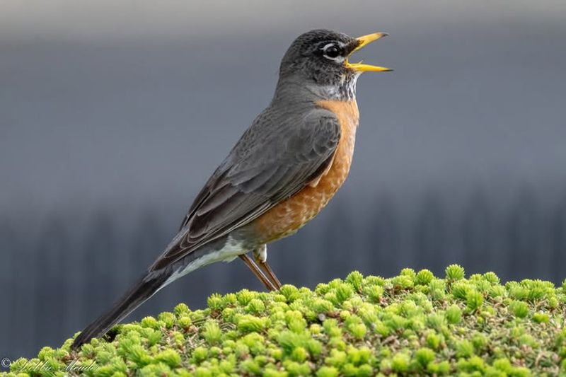 Meet Oregon's Classic Sign Of Spring
