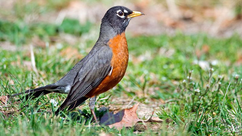 The American Robin: Ohio's True Sign That Spring Has Arrived