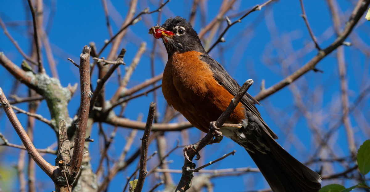 american robin