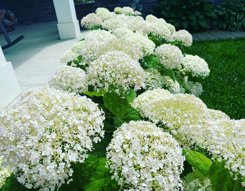 Where To Plant It For The Strongest Growth