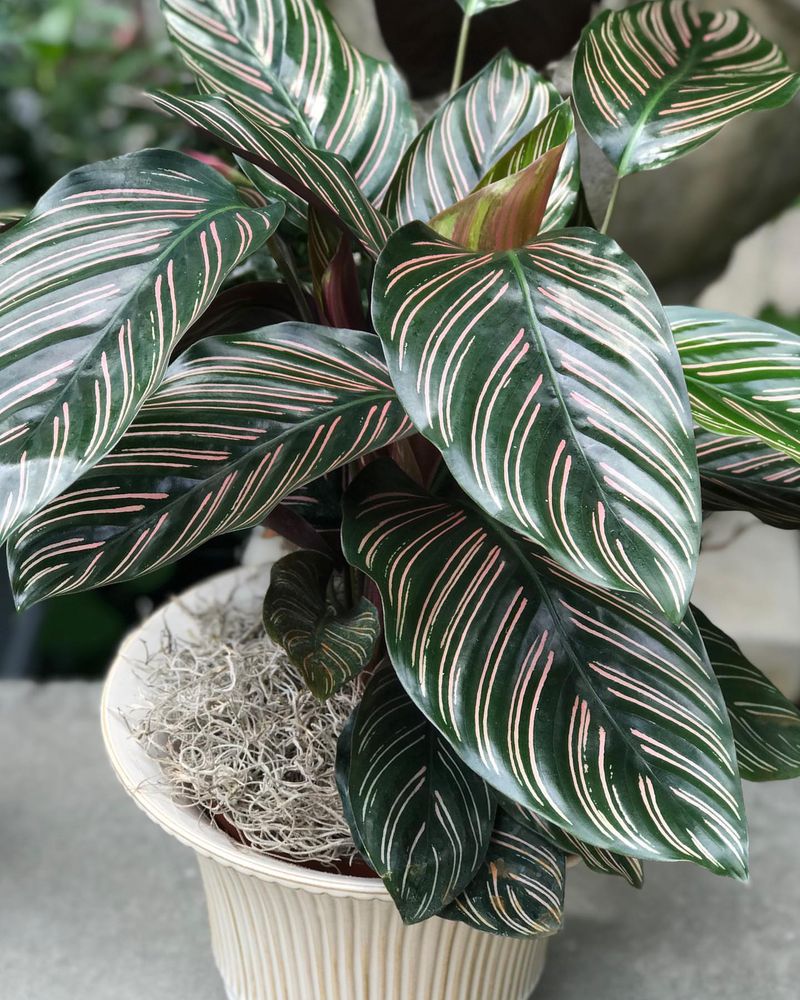 The Mindfulness & Daily Care Ritual Plant