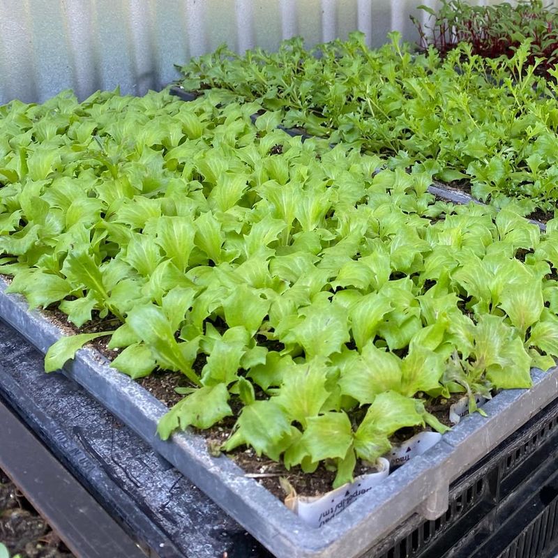 Lettuce Stays Tender In Atlanta's Cool Late-Winter Soil