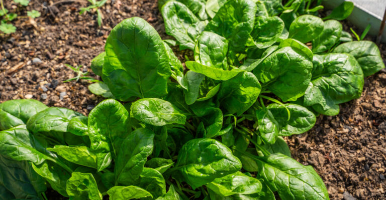 vegetables (featured image)