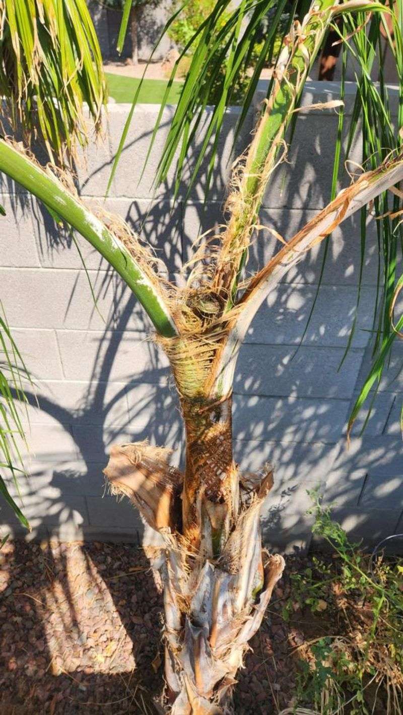 A Rotting Smell From The Top Signals Infection