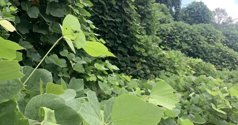 Why East Texas Is Vulnerable?