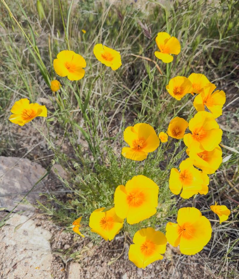Desert Gold Poppy (Eschscholzia glyptosperma)