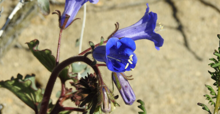 desert bluebells