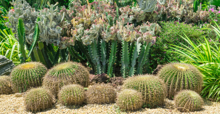 garden (featured image)