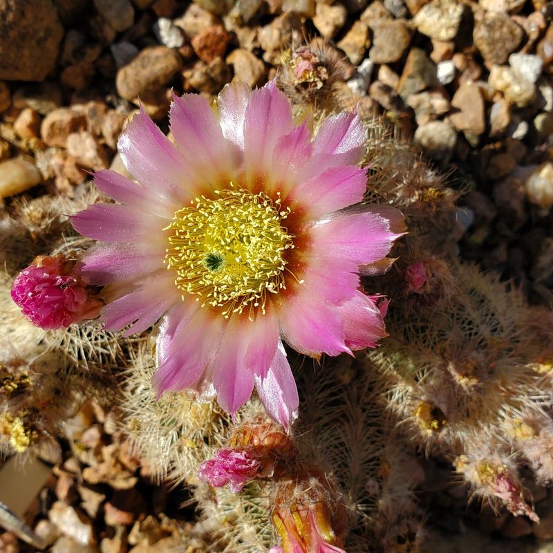 Built For Blazing Sun And Reflective Desert Heat