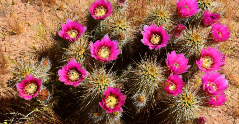 cactus (featured image)