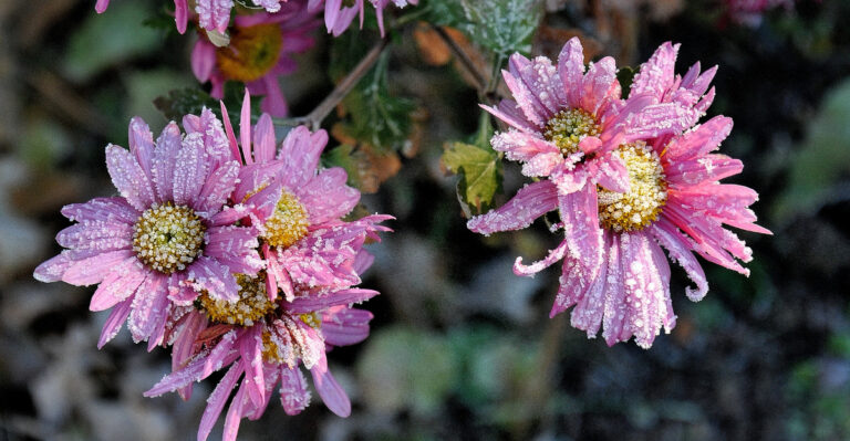 snow on flowers