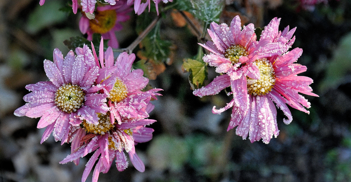 snow on flowers