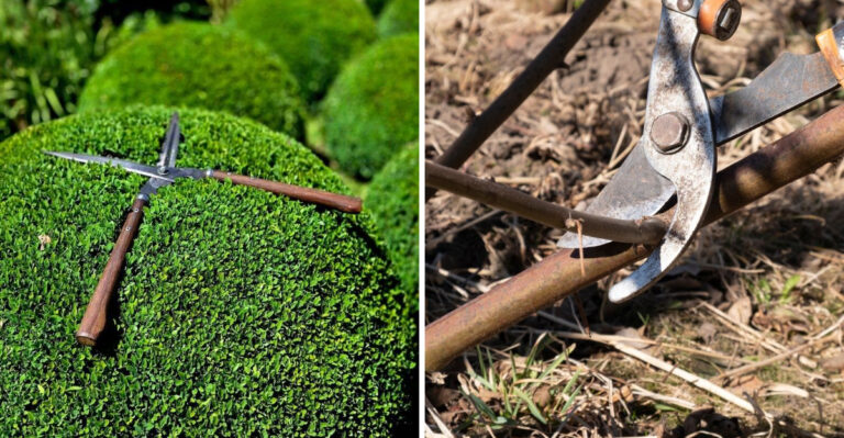 The Difference Between Trimming And Pruning In Georgia Gardens