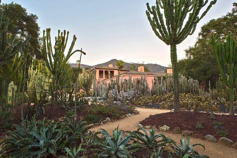 A Surreal Landscape Of Cactus And Succulents