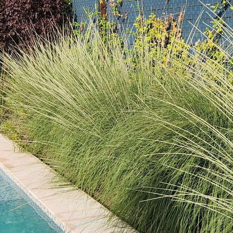 Meet California's Native Deer Grass