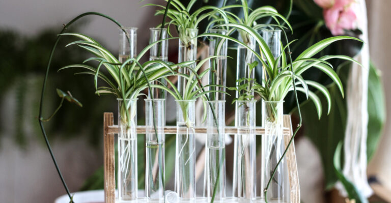 spider plant propagation in water