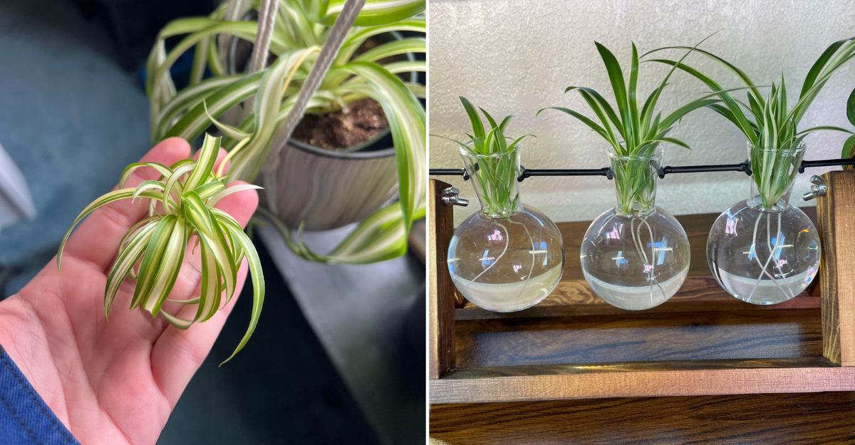 baby spider plants