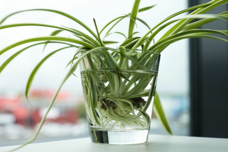 spider plant propagation
