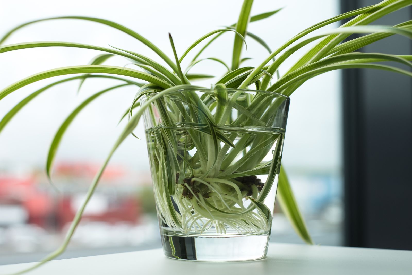 spider plant propagation