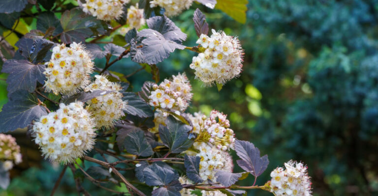 ninebark shrub