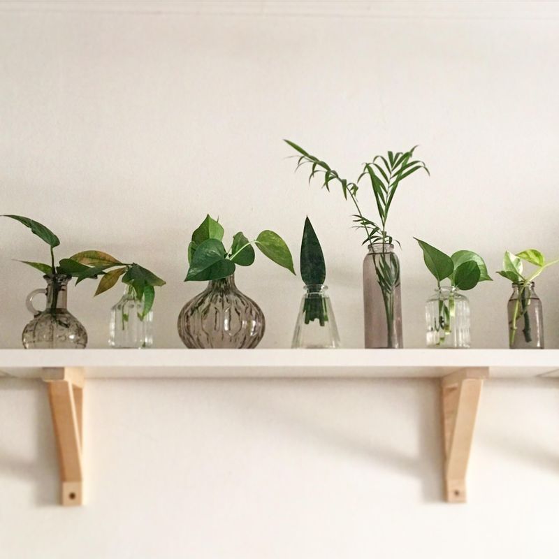 Spring Is The Sweet Spot For Taking Strong Cuttings