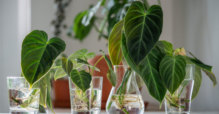 plant propagation (featured image)