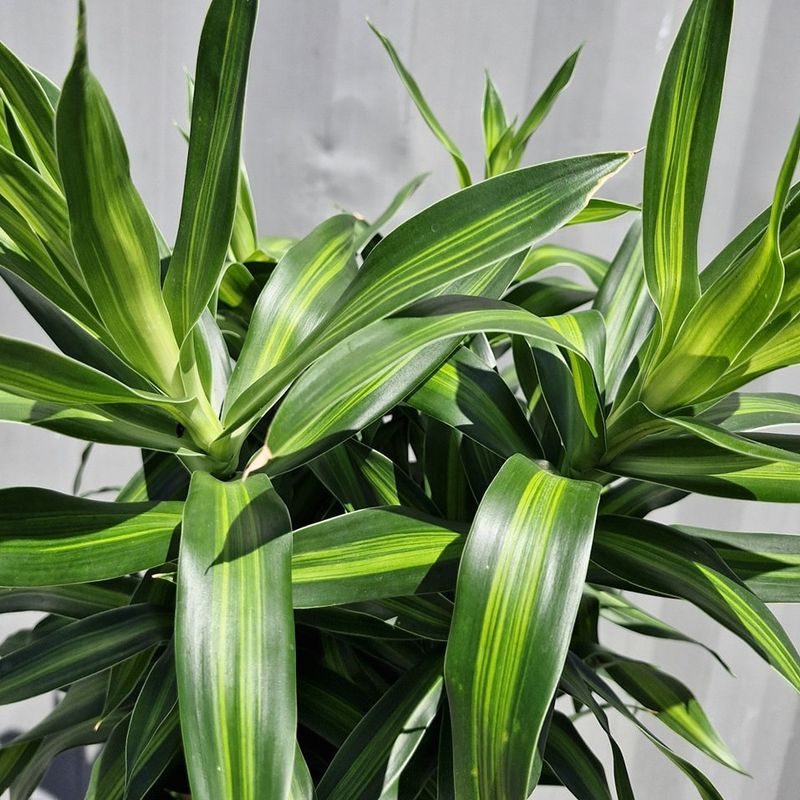 Bright Indirect Light Works Better Than Harsh Window Sun