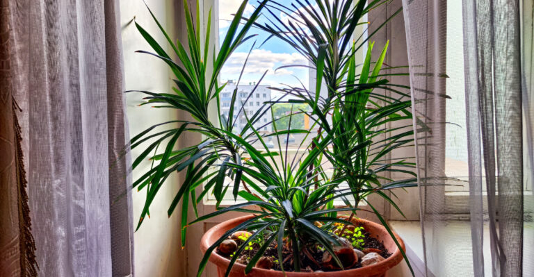 Dracaena (featured image)