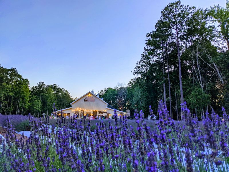 Lavender Bloom Season Occurs Late Spring To Early Summer