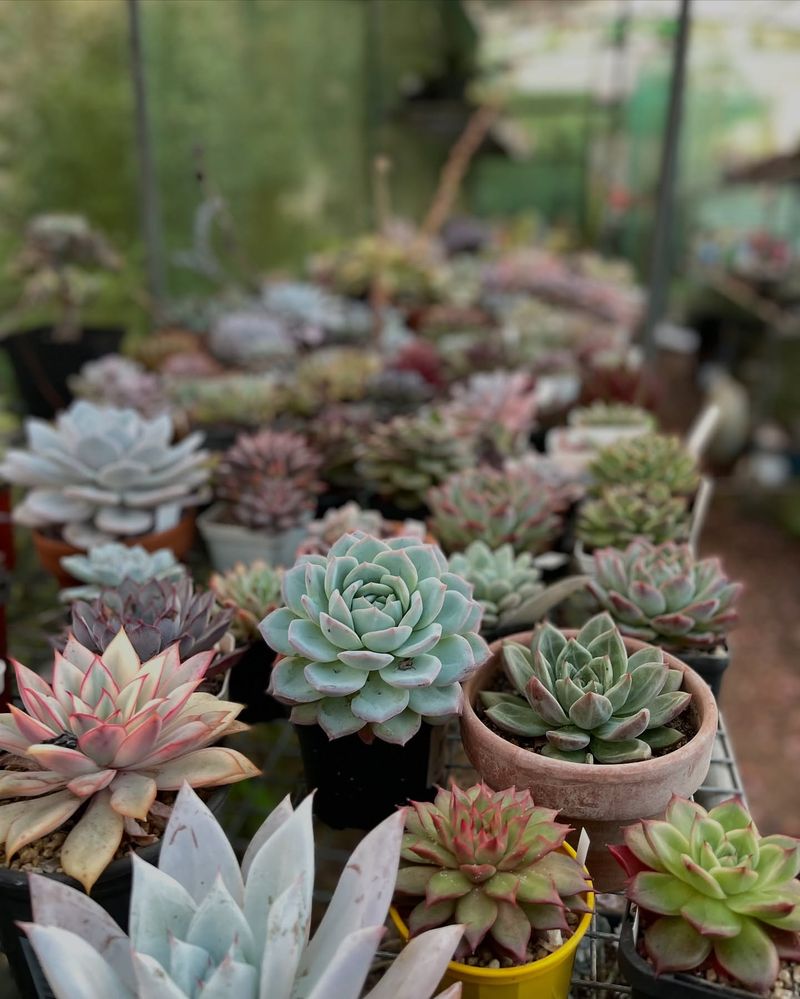 Why February Isn’t As Quiet For Cactus And Succulents As It Looks