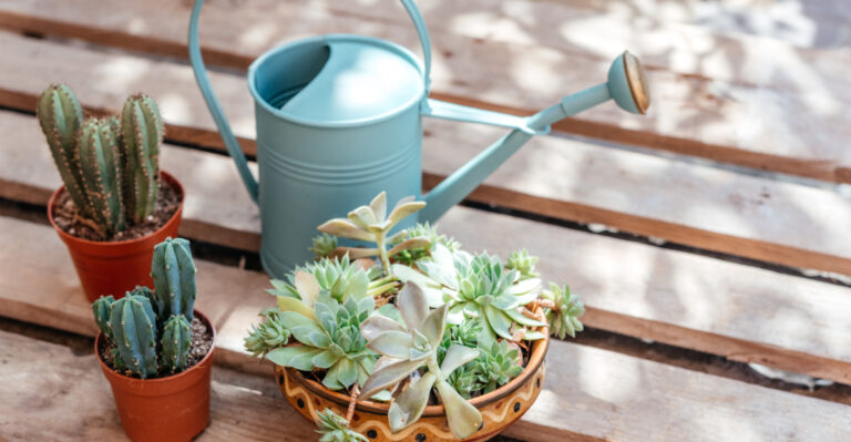 cactus and succulents (featured image)