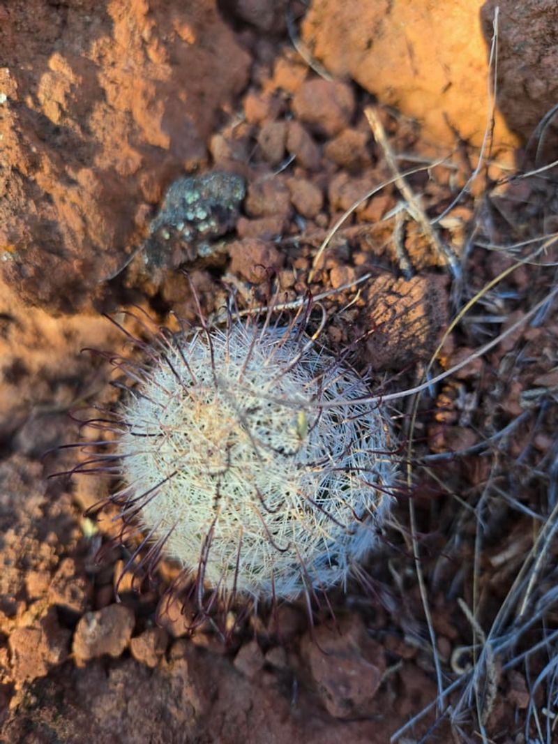 Check Soil Moisture Before Even Thinking About Water