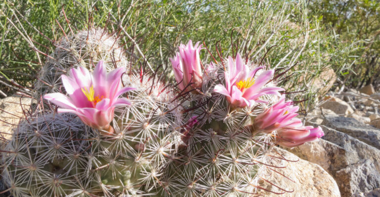 Arizona fishhook cactus (featured image)