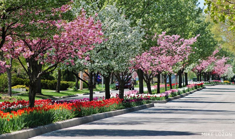 Dutch Heritage And Culture Are A Major Part Of The Festival