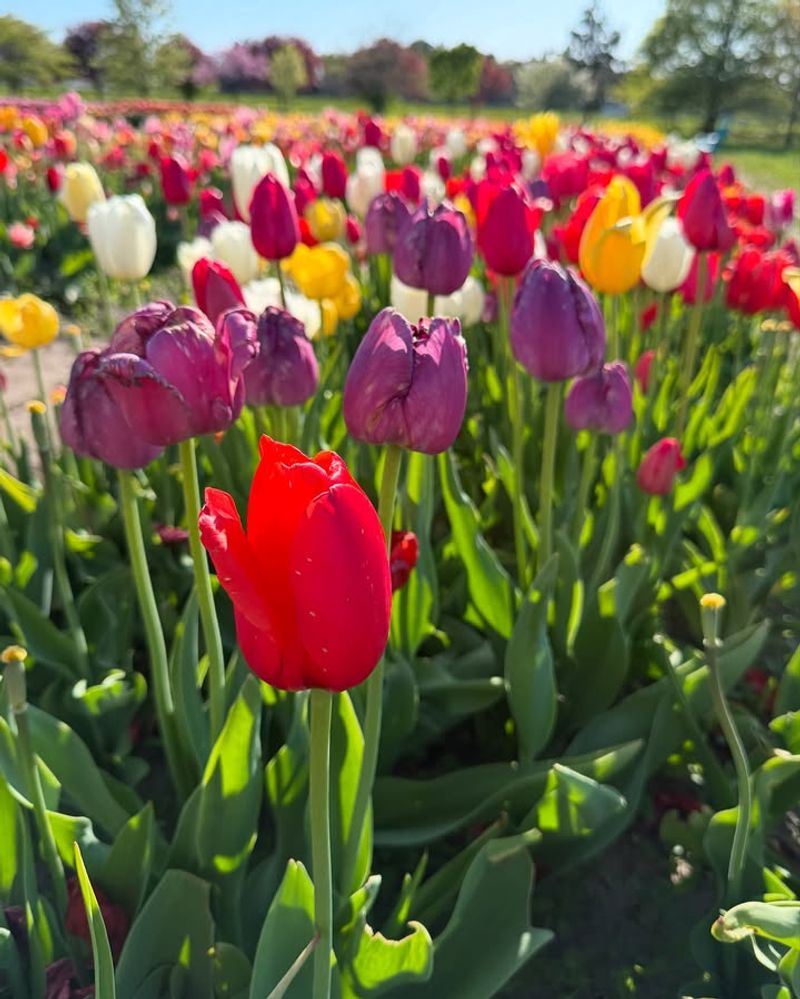 The Event Is One Of The Most Famous Flower Festivals In America