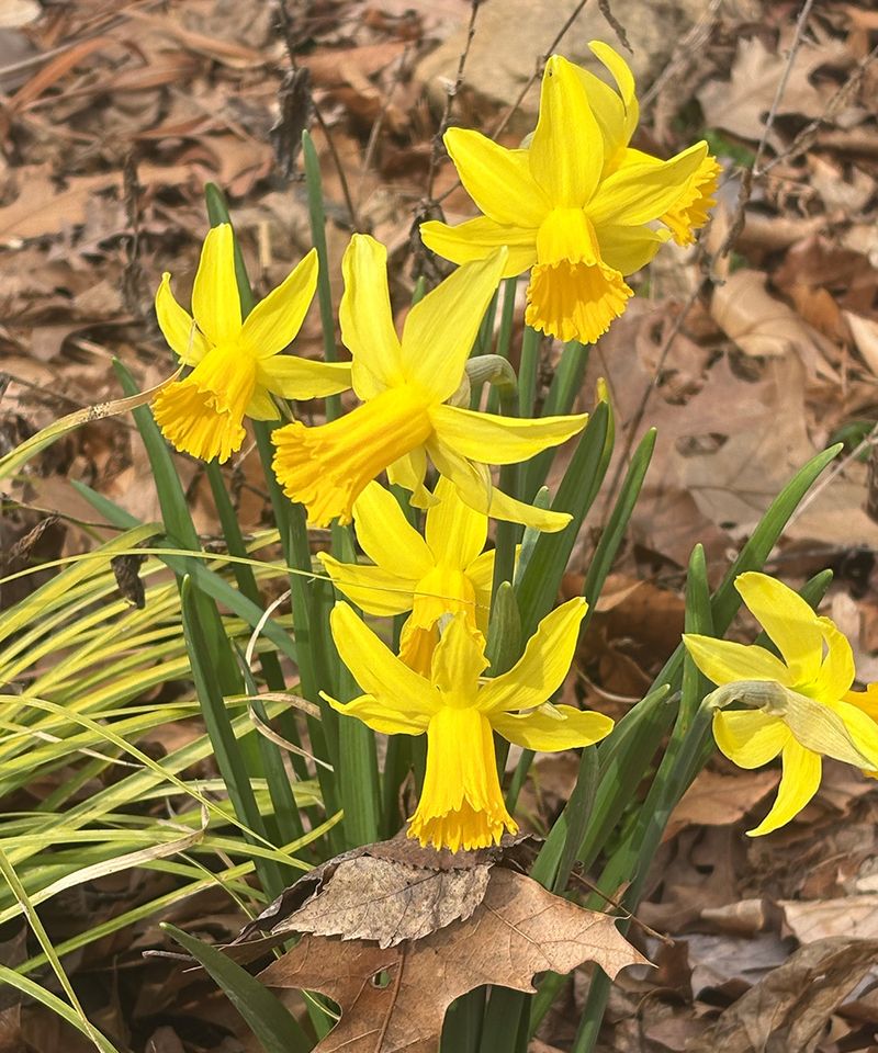 Early Bloomers Begin To Shine