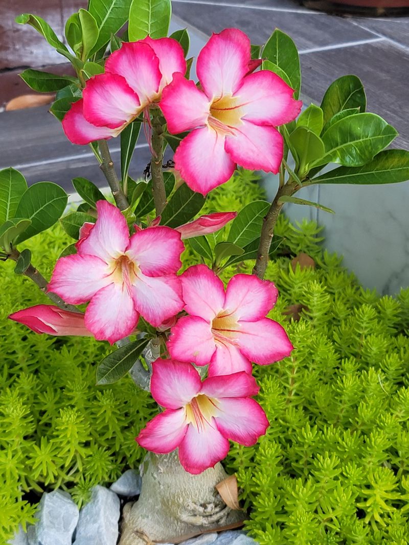 Sunlight Builds Strong Blooming Plants