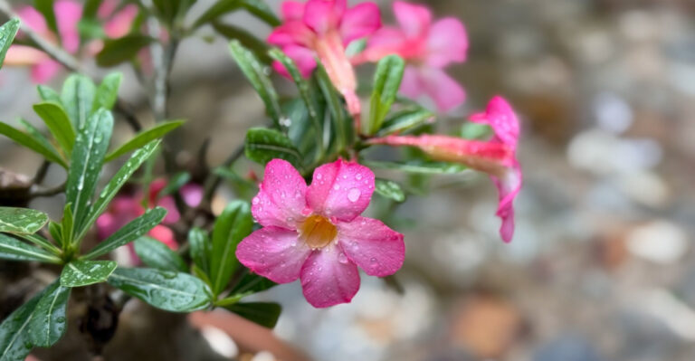 desert rose adenium