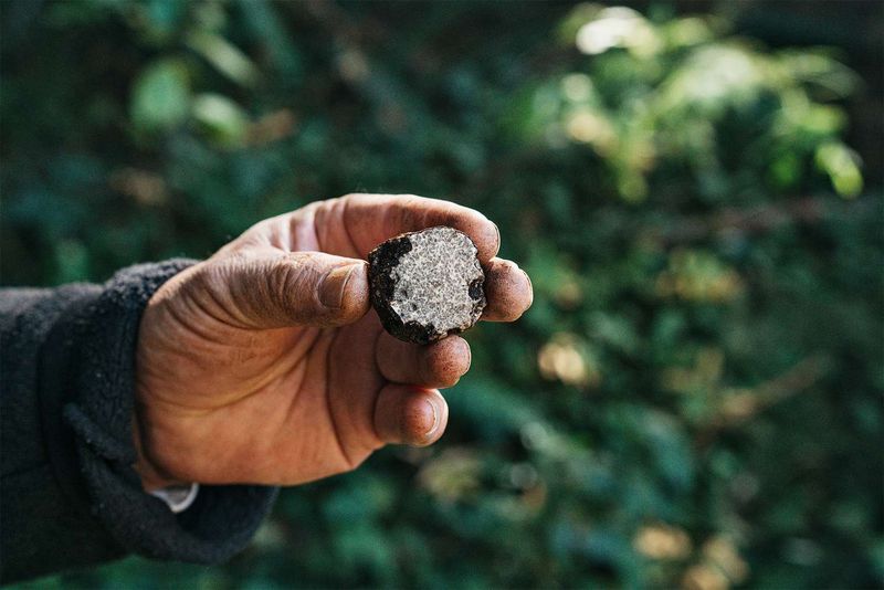 How To Forage The Right Way