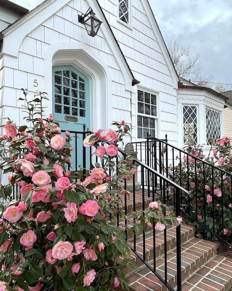 Why Camellias Own The Oregon Entryway