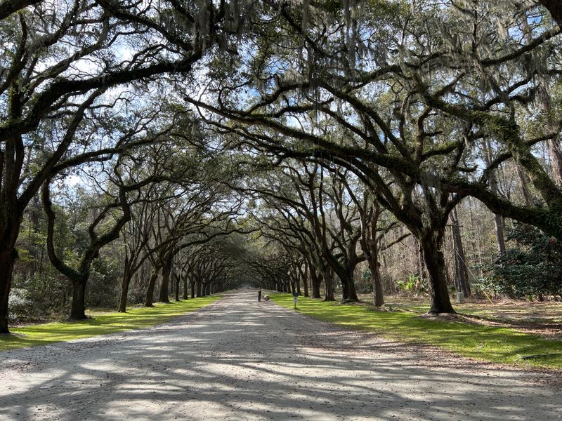 Wormsloe Historic Site In Savannah Features A Famous Live Oak Tunnel