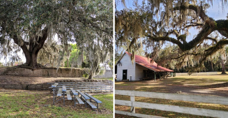 The Georgia Road Trip That Shows Off The Most Stunning Live Oaks