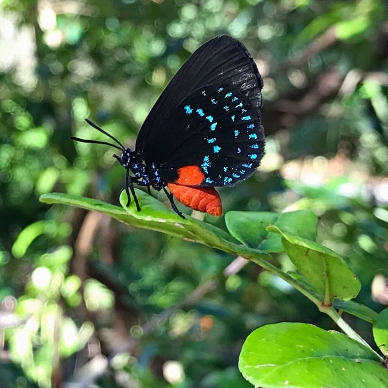 A Lifeline For The Rare Atala Butterfly