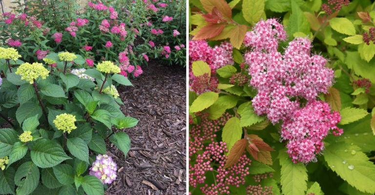 The Gorgeous Hydrangea Alternative That Thrives Without Fuss In Michigan Gardens