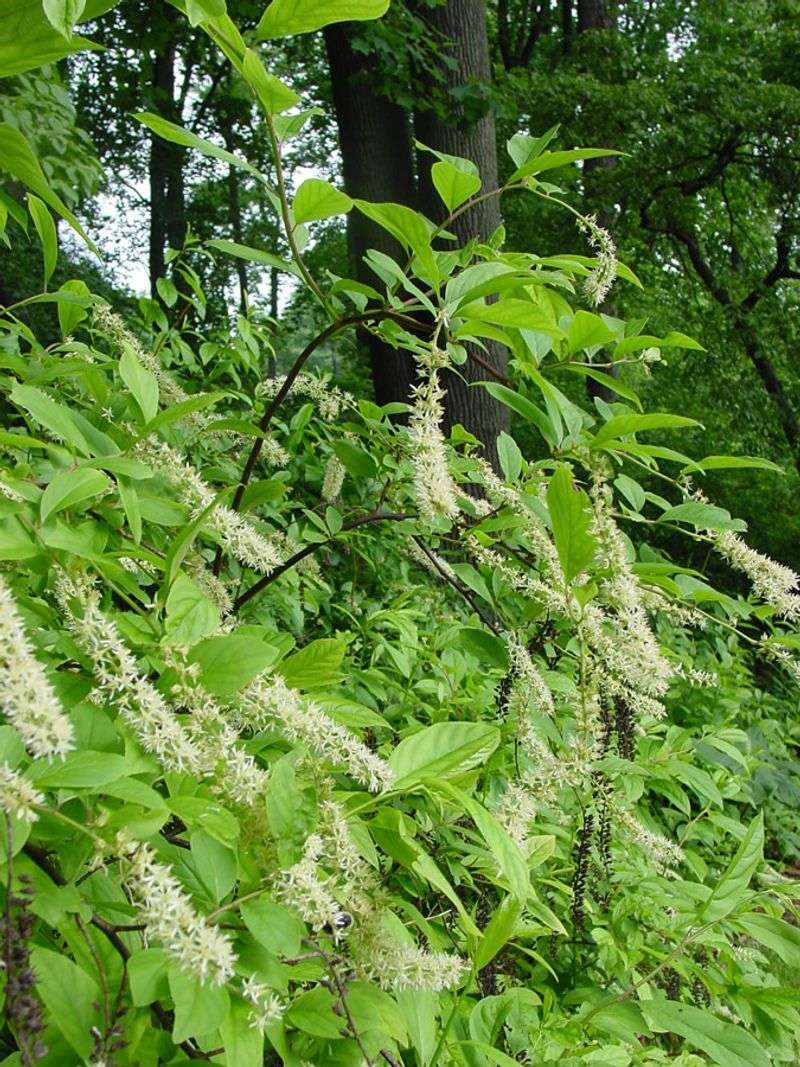 Native To Eastern North America