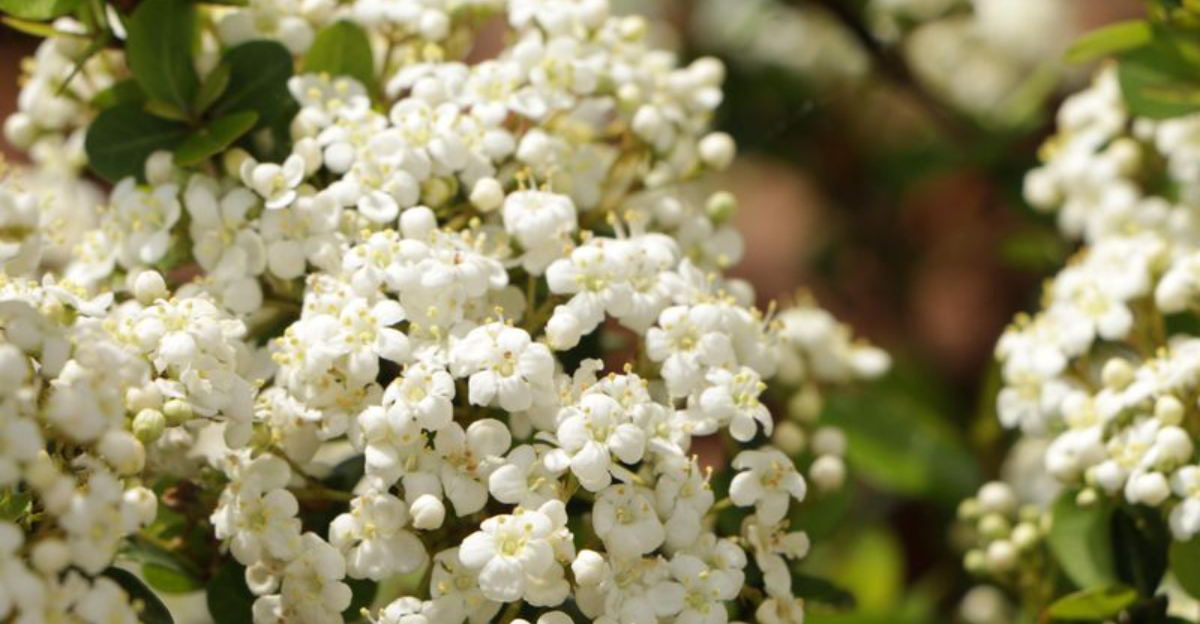 Walter's viburnum